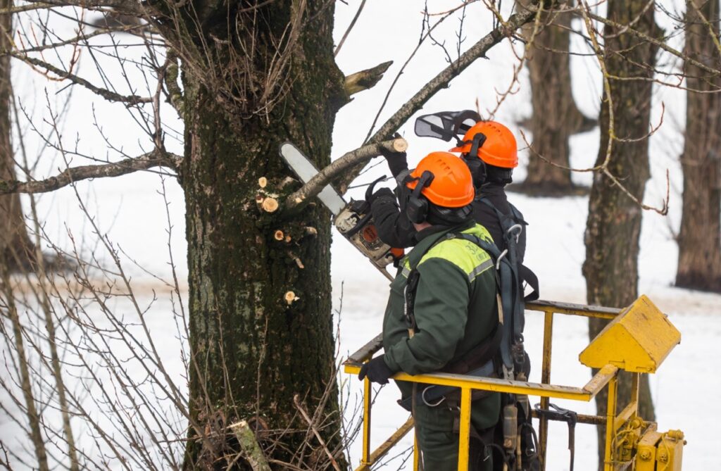 Wycinka drzew niesie za sobą poważne konsekwencje dla środowiska naturalnego oraz społeczności lokalnych